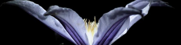 Clematis Flower Photography Tutorial