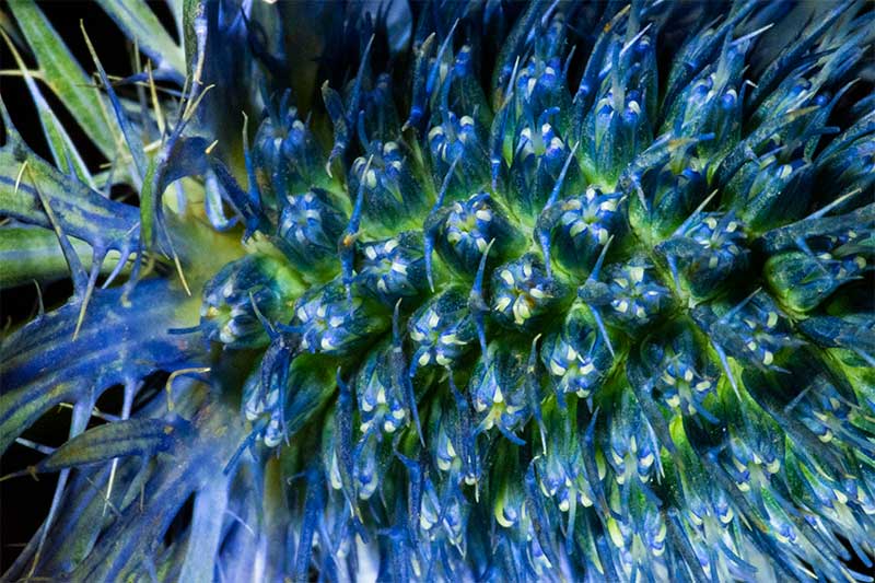 Eryngium thistle macro photography