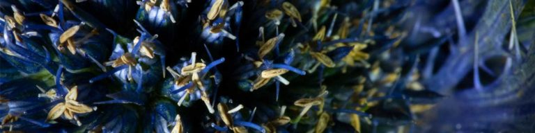 Eryngium (thistle) plant macro photography tips