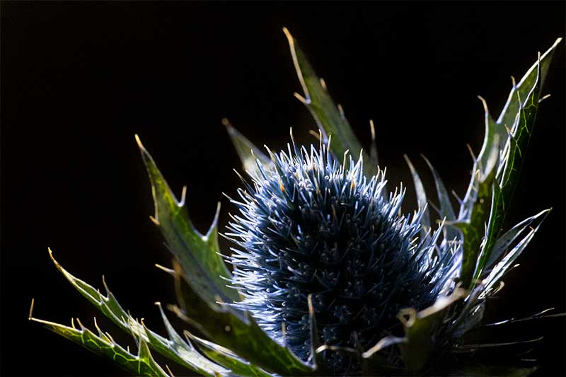 plant photography lighting