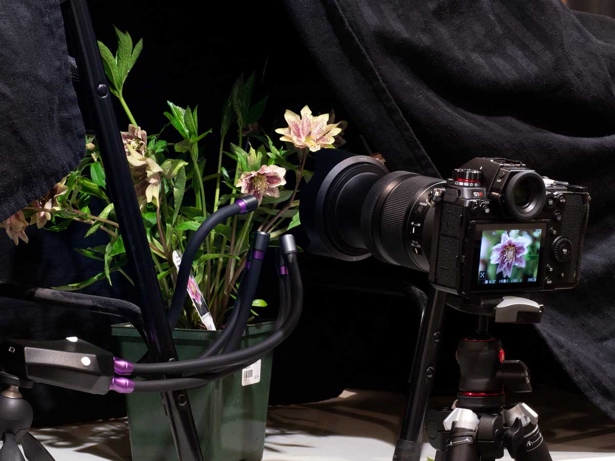 UV Flower Photography Setup