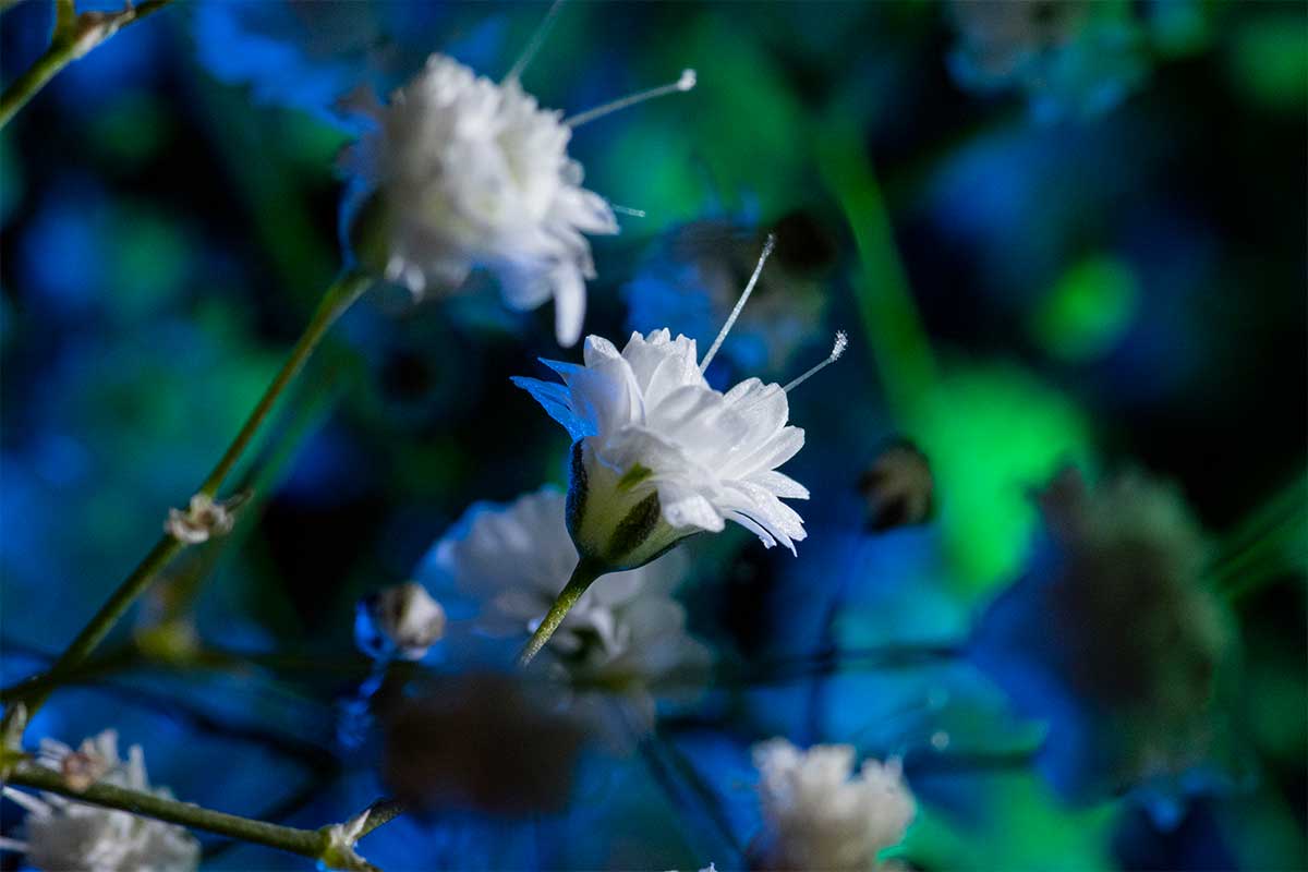 Gypsophila photography blue green