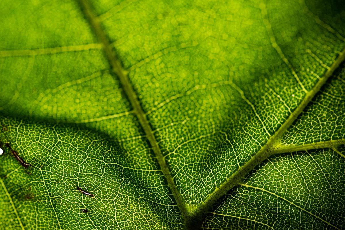 How to photograph leaves