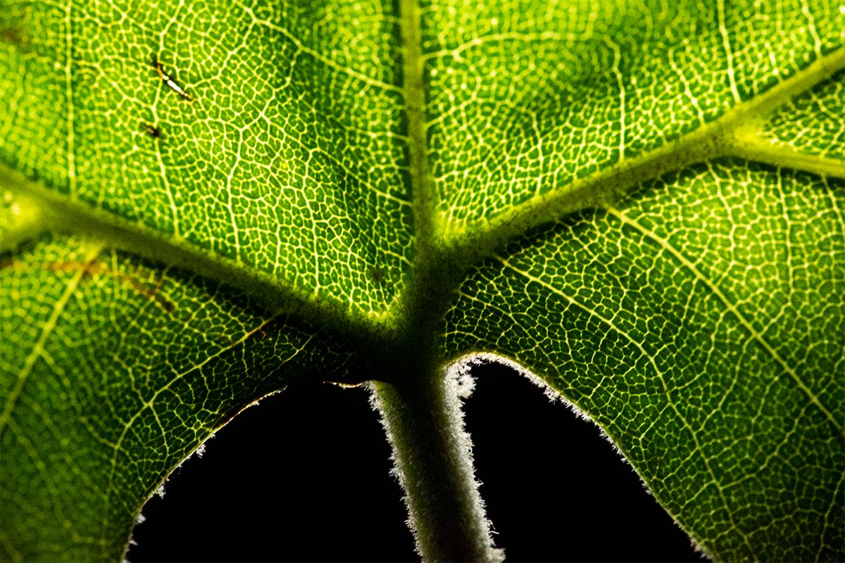 Leaf macro photography detail