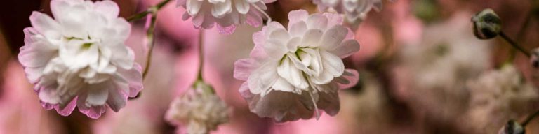 Macro flower photography banner