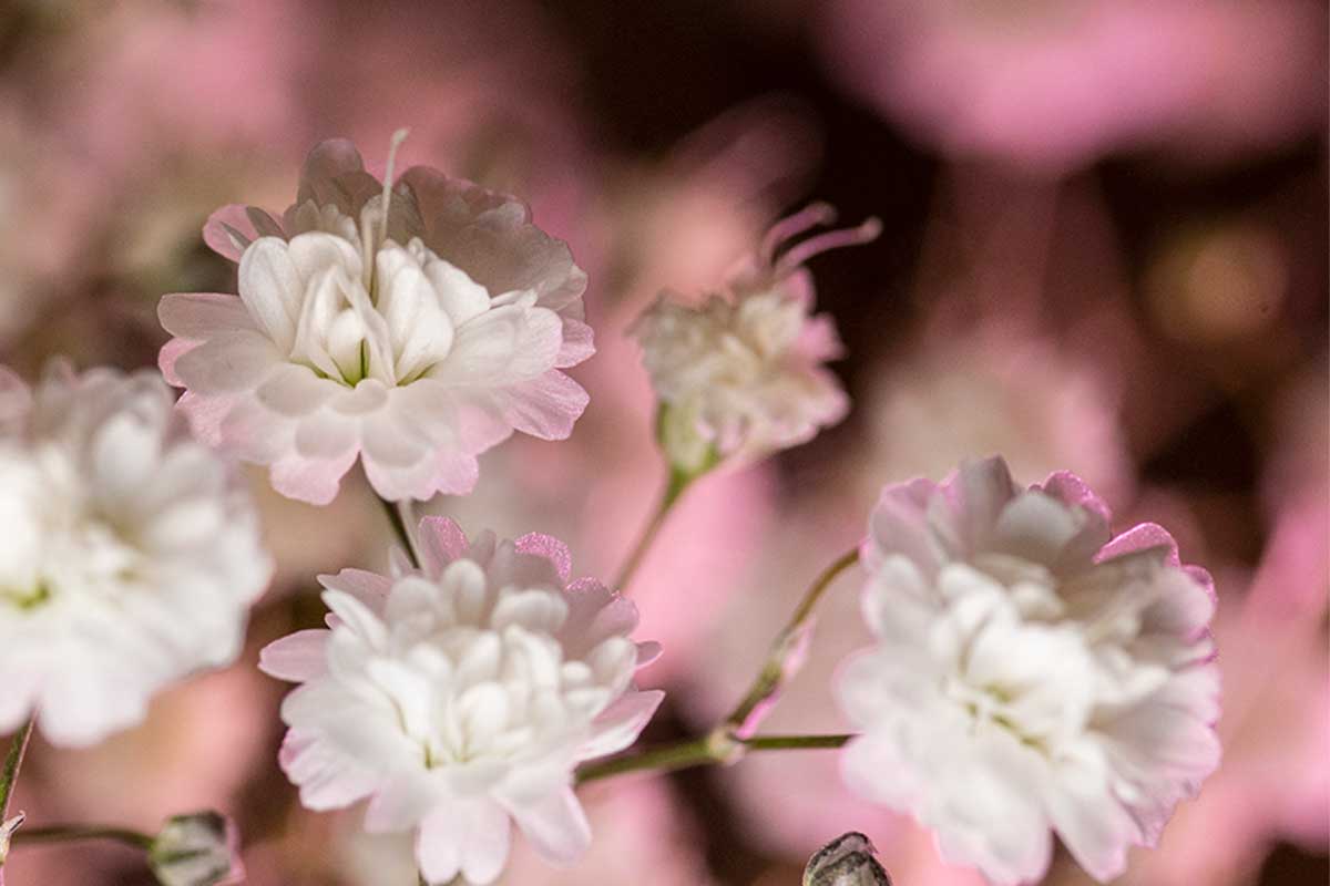 Macro flower photography