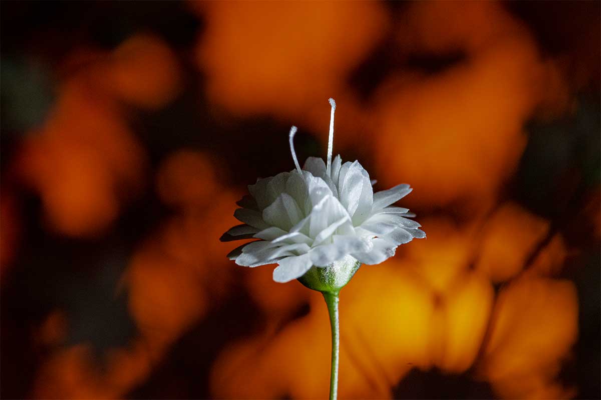 Orange background flower photography