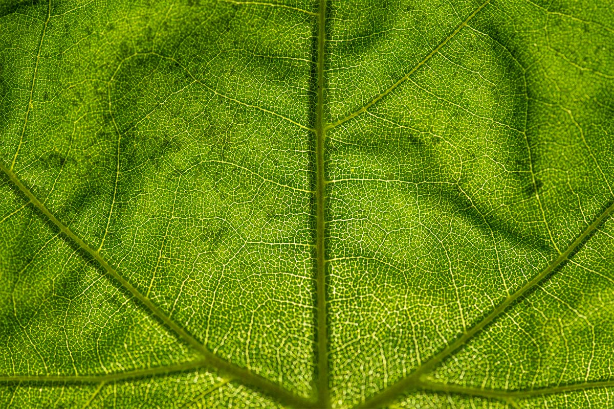 close up photo of a green leaf