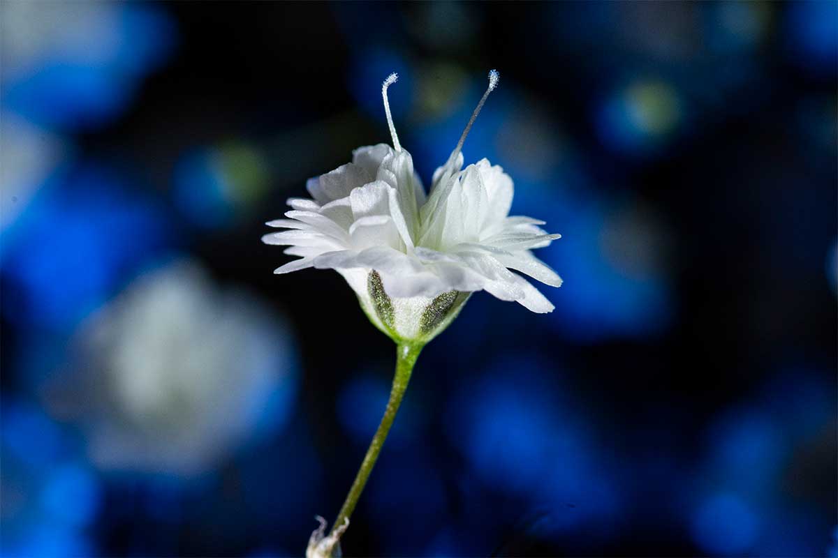 close up flower photography