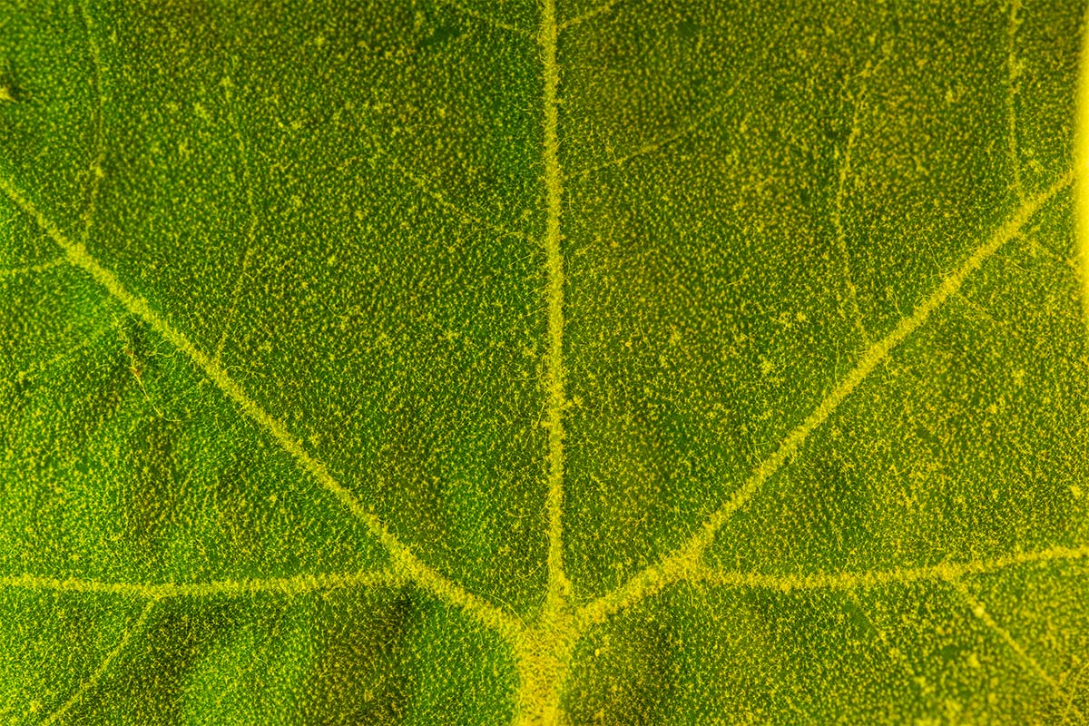 colourful leaf photography