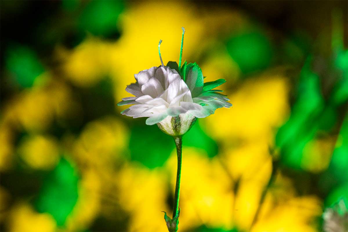 macro flower photography Gypsophila