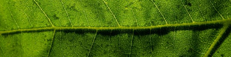 Plant Macro Photography