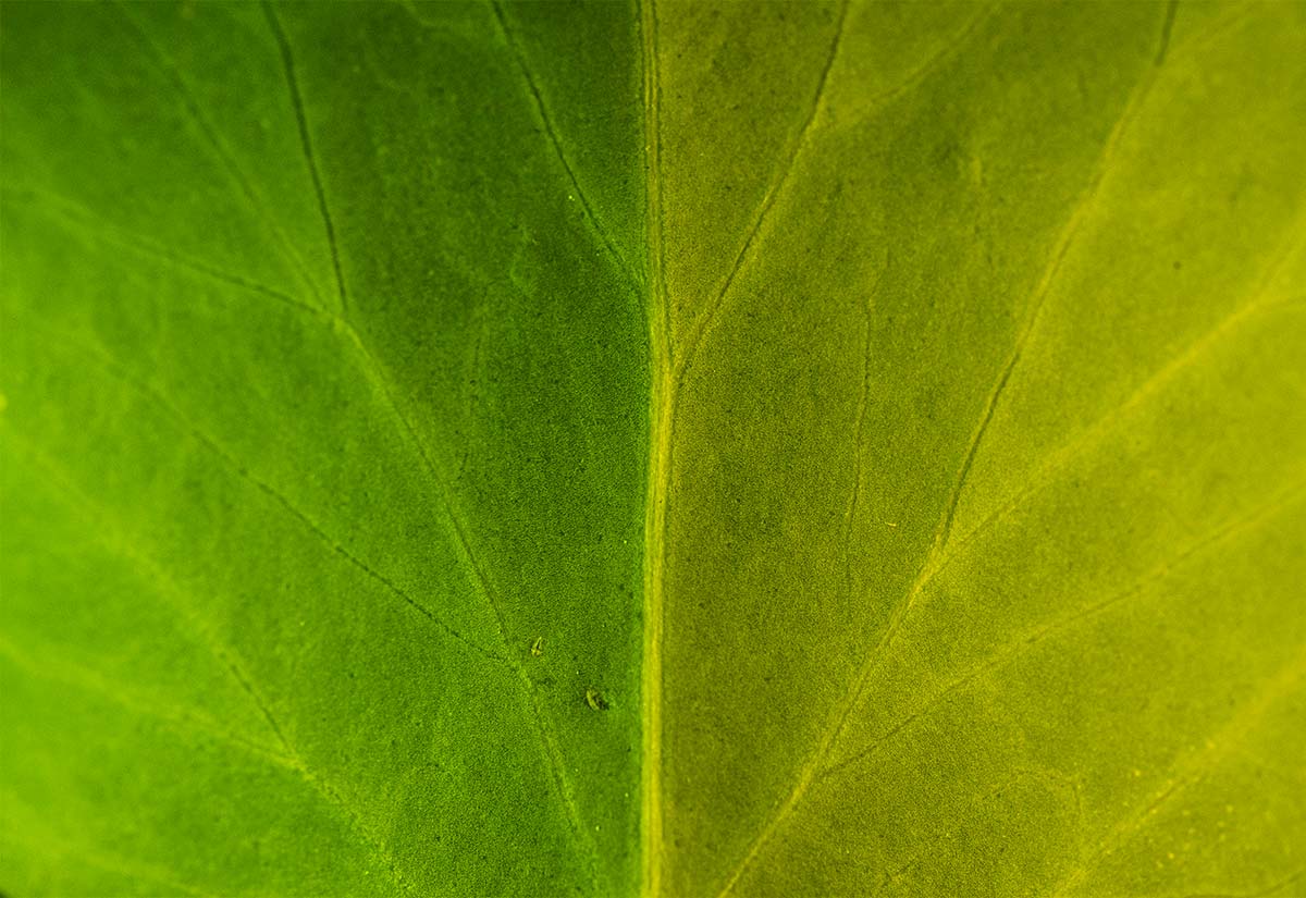 yellow and green leaf plant photography