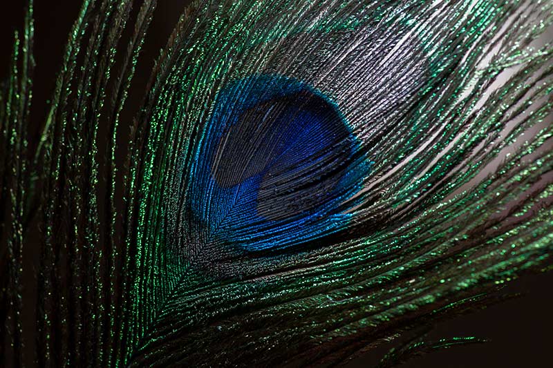 Colourful peacock feather