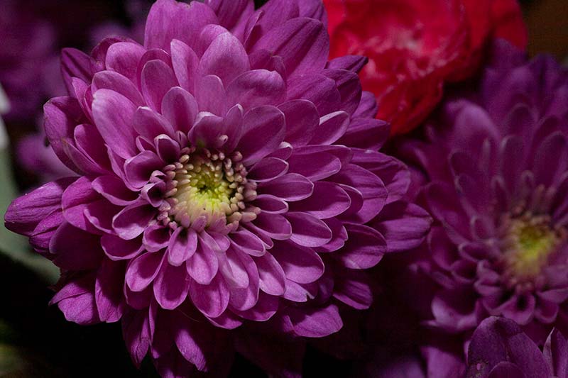 Flower flash photography macro