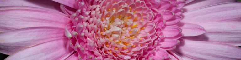 Flower flexible macro flash system banner