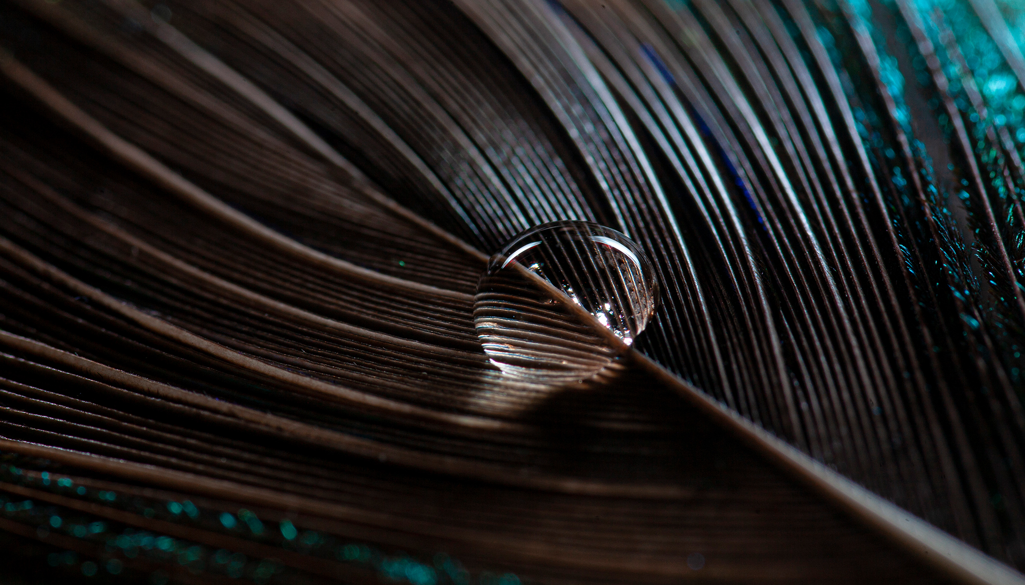 Adaptalux Studio The Ultimate Flash for Macro Photography