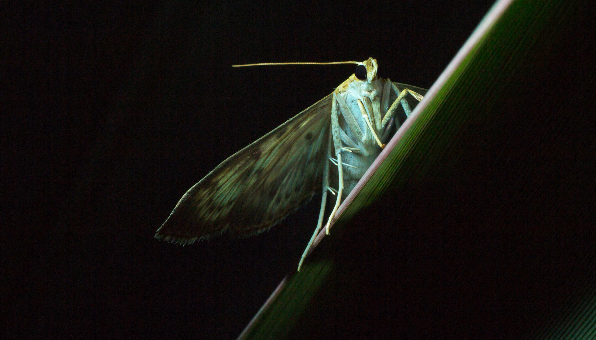 Adaptalux Studio The Ultimate Flash for Macro Photography