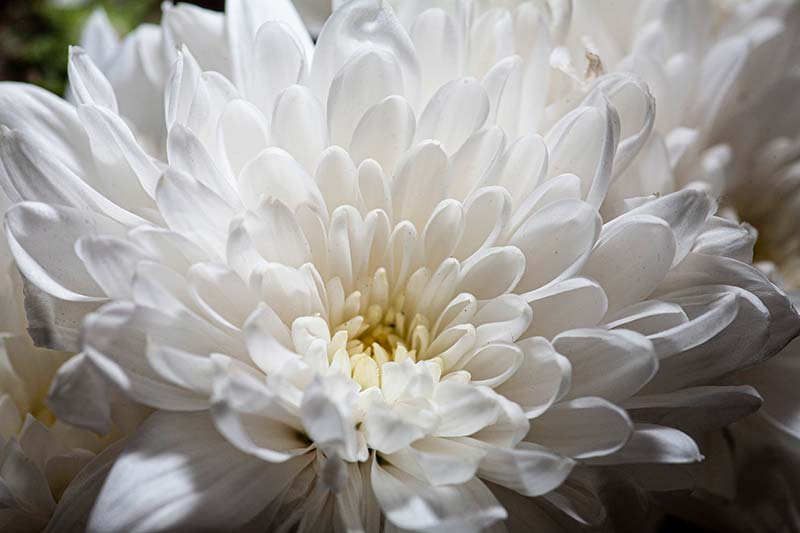 White flower flash photography