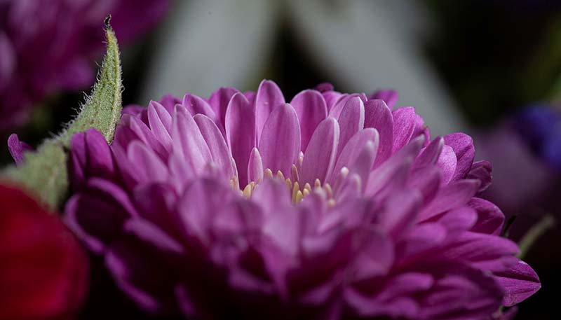 flexible macro flash photography flower