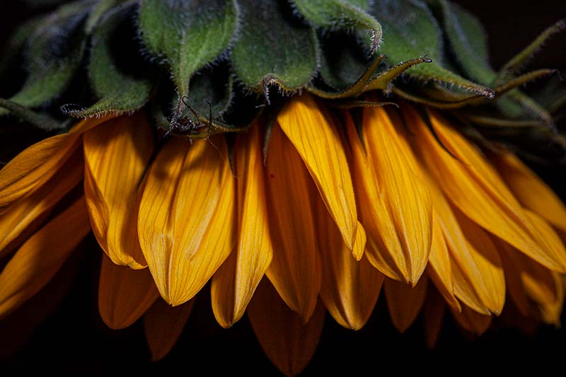 flexible macro flash photography flower