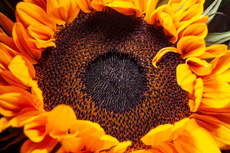 flexible macro flash system sunflower photo