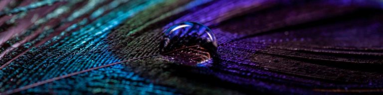 macro peacock feather photography banner