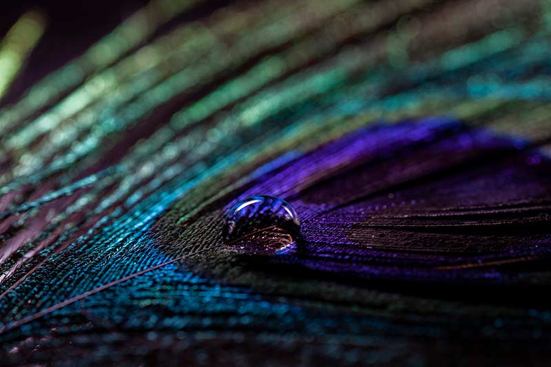 macro peacock feather photography