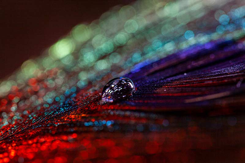 macro photography of peacock feather