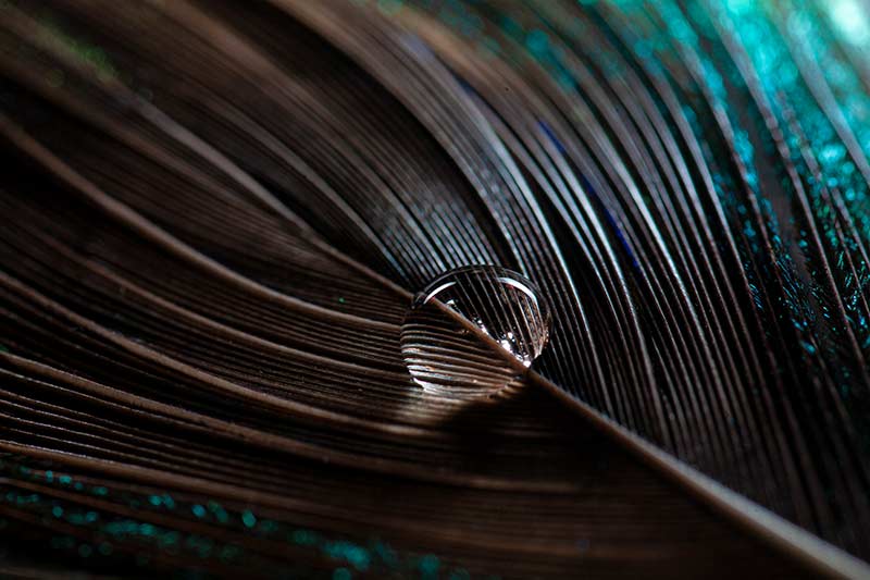 peacock feather macro photography