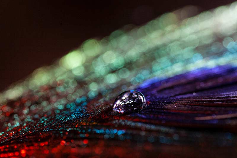 water drop on feather