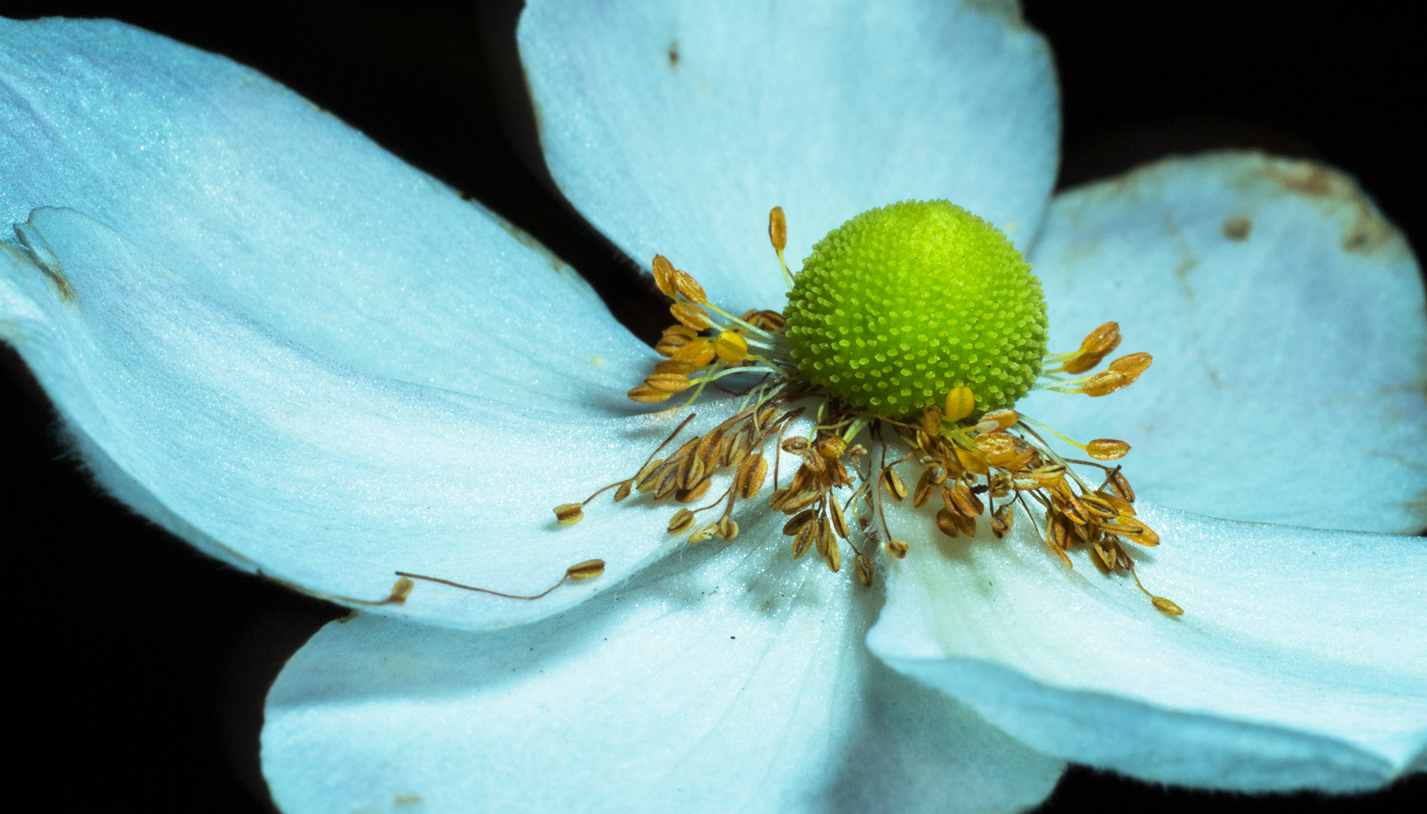 Adaptalux Studio The Ultimate Flash for Macro Photography