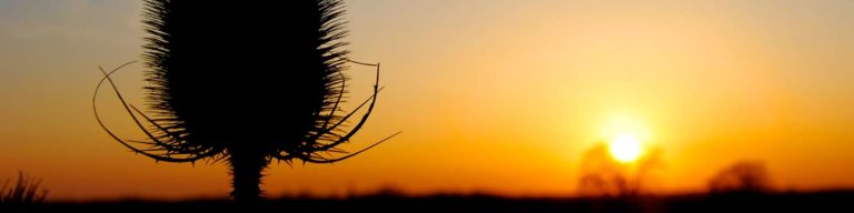 lighting for macro photography