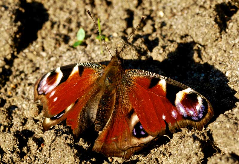 lighting for macro photography