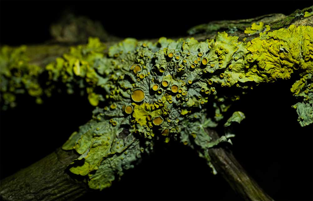 Lichen Macro Photography