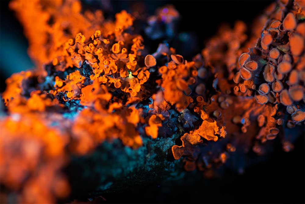 Maritime sunburst lichen UV photography