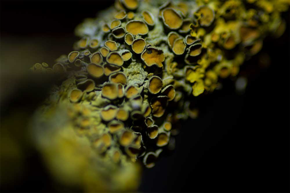 UK lichen Macro Photography