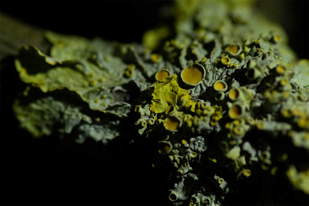 Xanthoria parietina Lichen Macro Photography