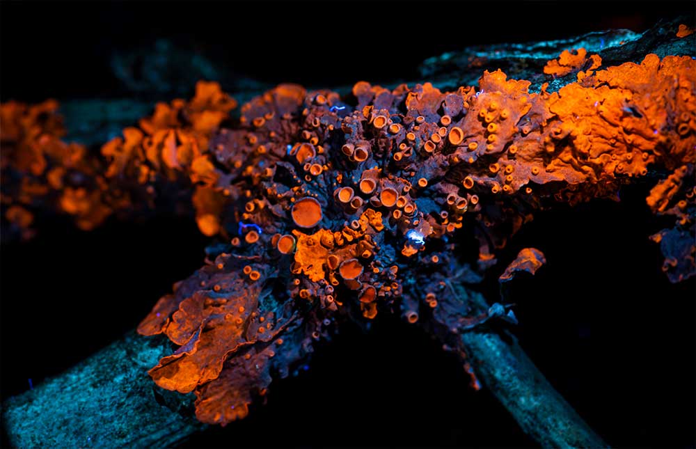 Xanthoria parietina Maritime sunburst lichen Ultraviolet Macro Photography