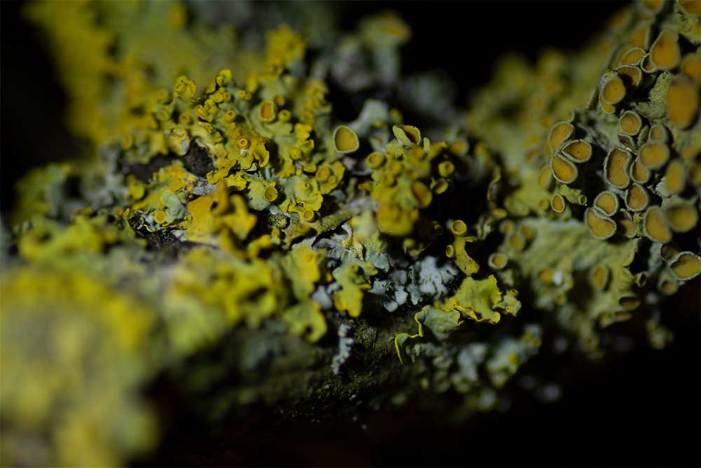 Xanthoria parietina close up