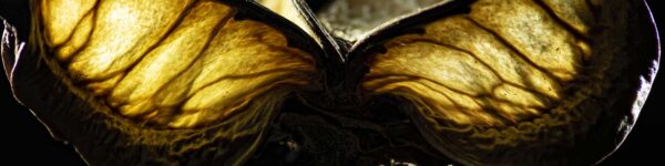 seed flower potpourri creative macro photography banner