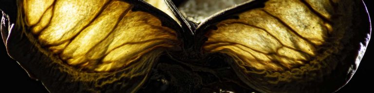 seed flower potpourri creative macro photography banner