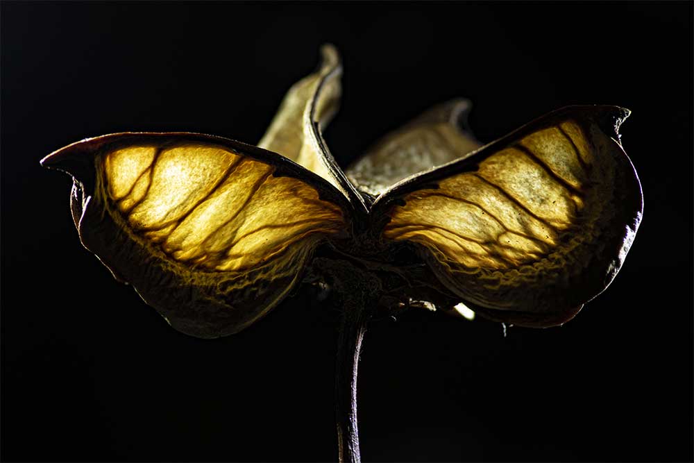 seed flower potpourri creative macro photography