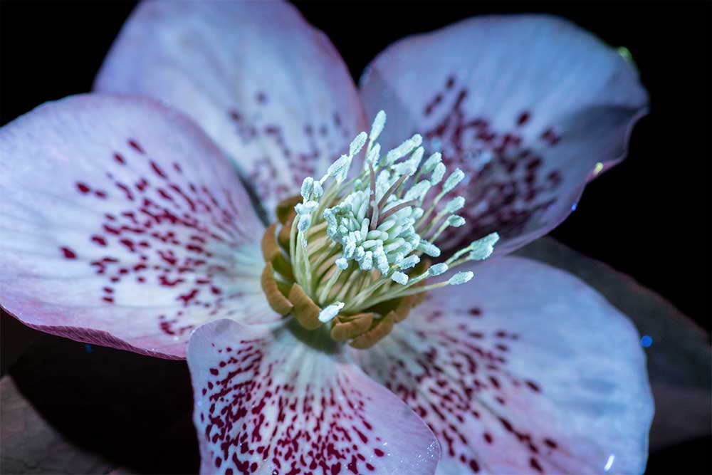 Hellebore UV flower