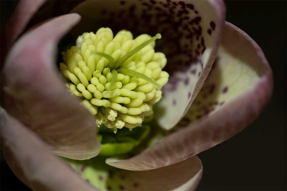 Hellebore pollen macro photo