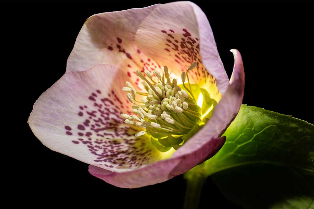 Creative Lighting for Flower Photography