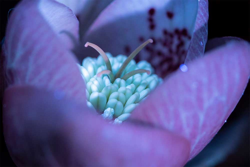 UV Flower photo