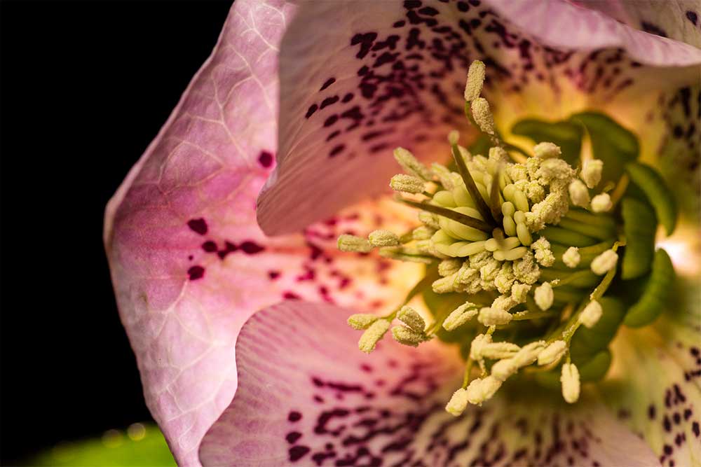 Pink Hellebore flower photography