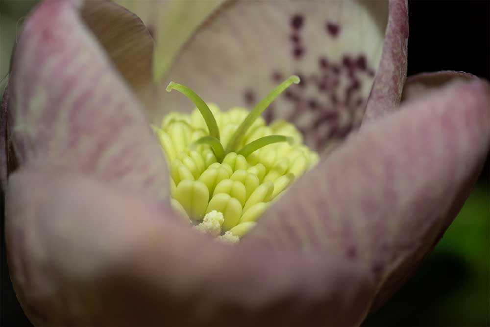 Creative Lighting for Flower Photography