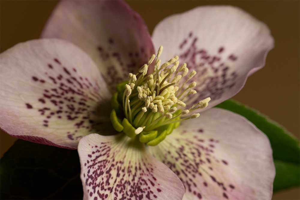 Hellebore flower